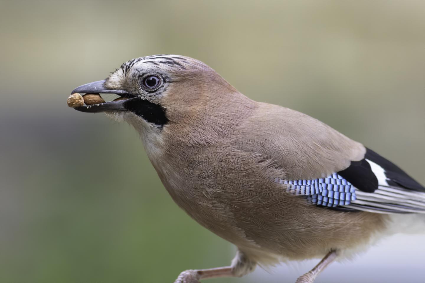 Eurasian Jay