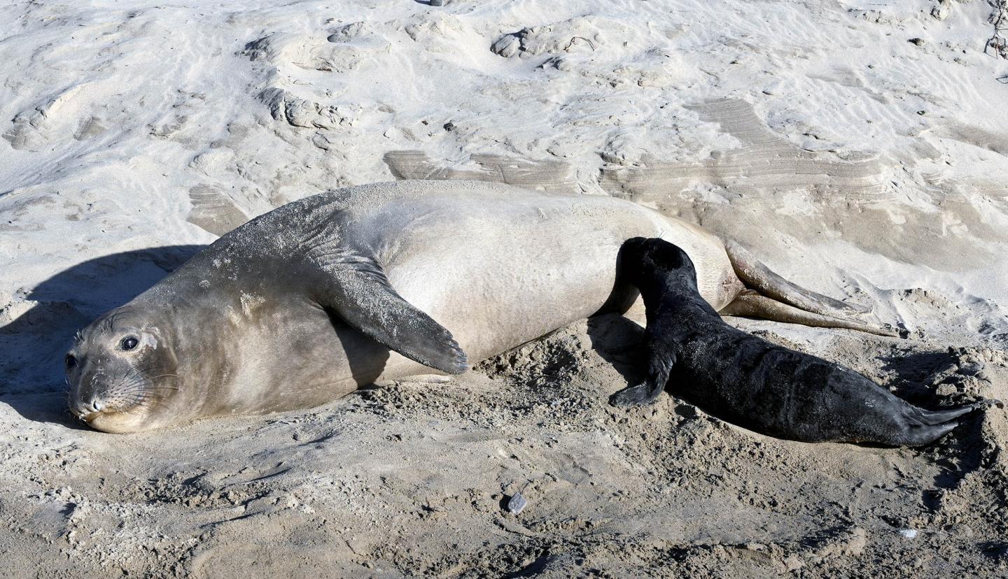 Elephant seal 'supermoms' produce most of the | EurekAlert!