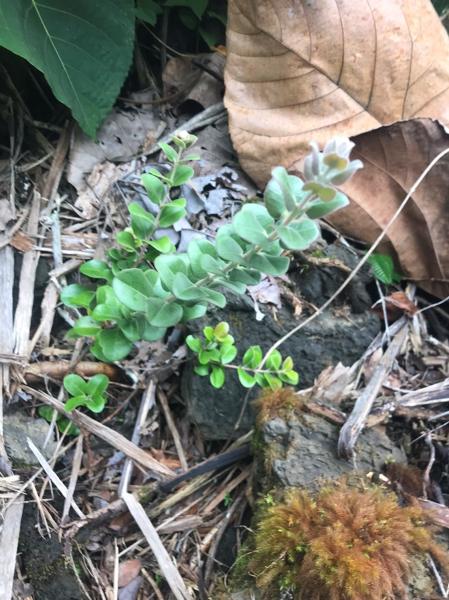 'Ohi'a (Metrosideros polymorpha) Seedling