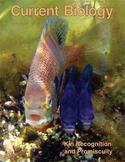 Sniffing out relatives, bluegill sunfish use