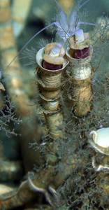 Tubeworms’ tube is a unique supporting structure for them to acquire inorganic matter from the seabed, before transferring to their co-living bacteria for producing organic nutrients.