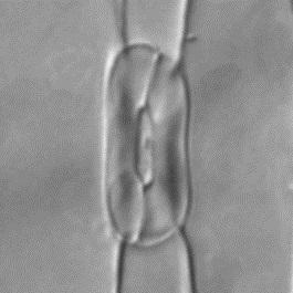 Mutant Grass Stomata