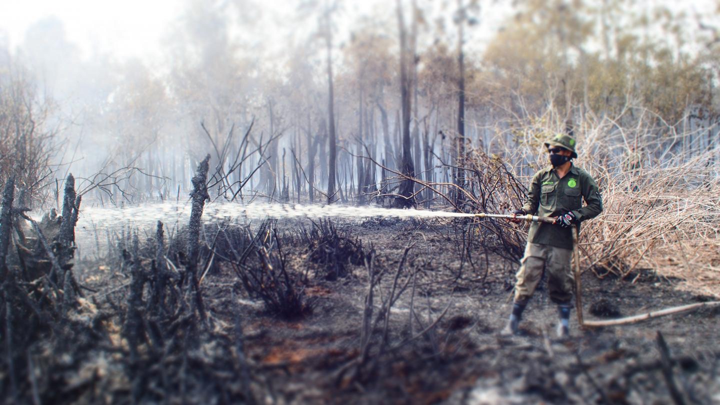 Forest fire in Sebangau