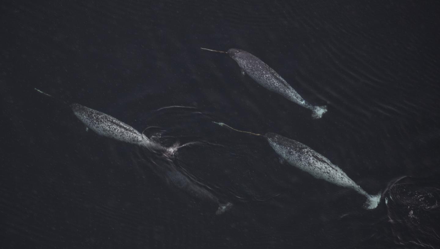 Narwhals Spend at Least Half their Time Diving for Food, but Can Fast for Several Days after Meal