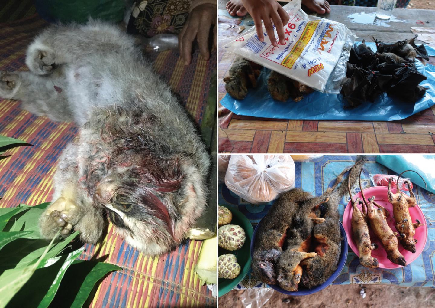 Slow Loris, Bats and Squirrels