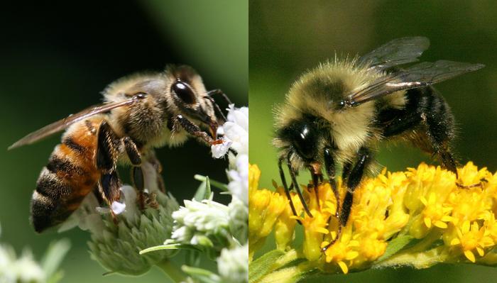 Honey Bee and Bumble Bee