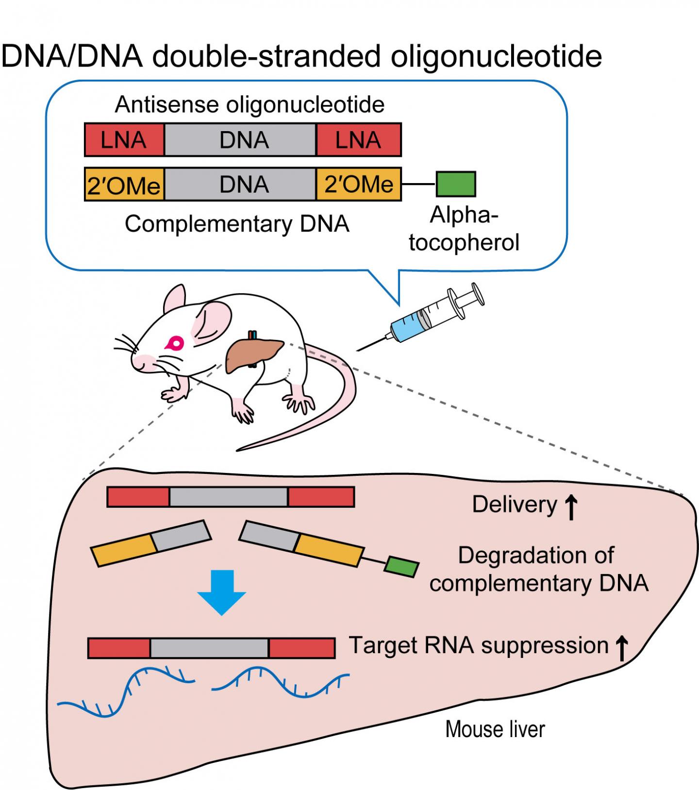 新たな核酸医薬の候補 Dna Dna 2本鎖核酸による効率的な遺伝子抑制を達成 Eurekalert