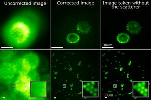 Imaging of pollen grains and fluorescent beads