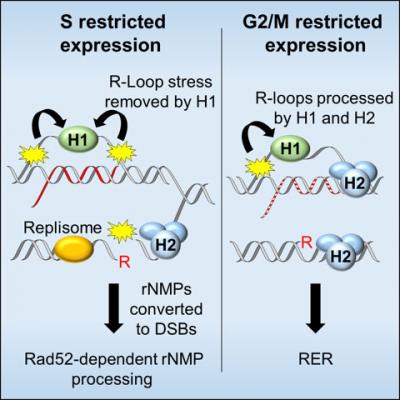 Removal of RNA-DNA Hybrids