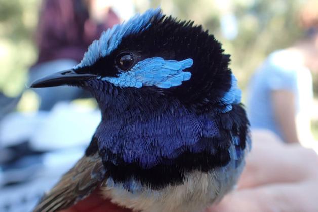 The superb fairy wren.