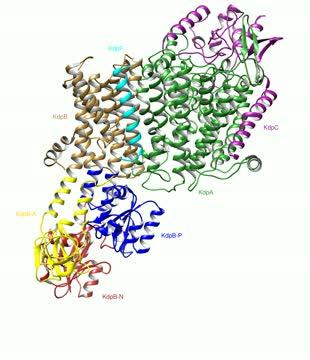 Conformational Changes During Transport in KdpFABC