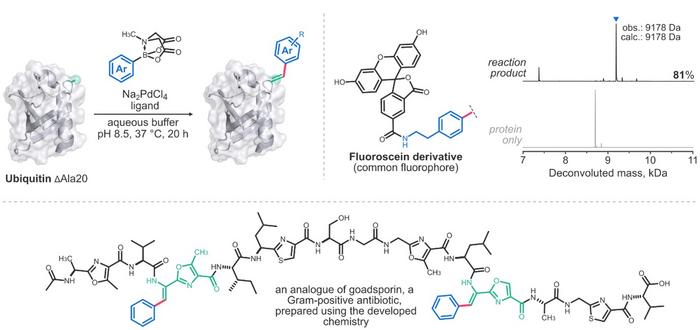 Precision engineering of peptides and proteins