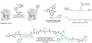 Precision engineering of peptides and proteins