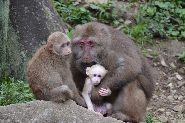 YeHong-Tibetan Macaque