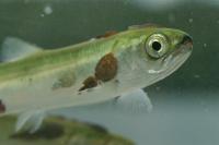 Young Pink Salmon With Sea Lice Infection