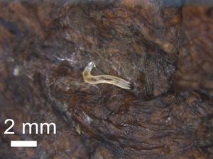 Suetsugu Gnat Larva