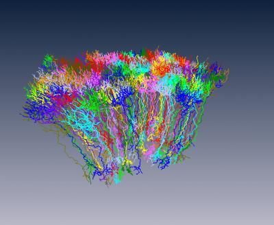 The Brain's Connectome -- From Branch to Branch (1 of 2)