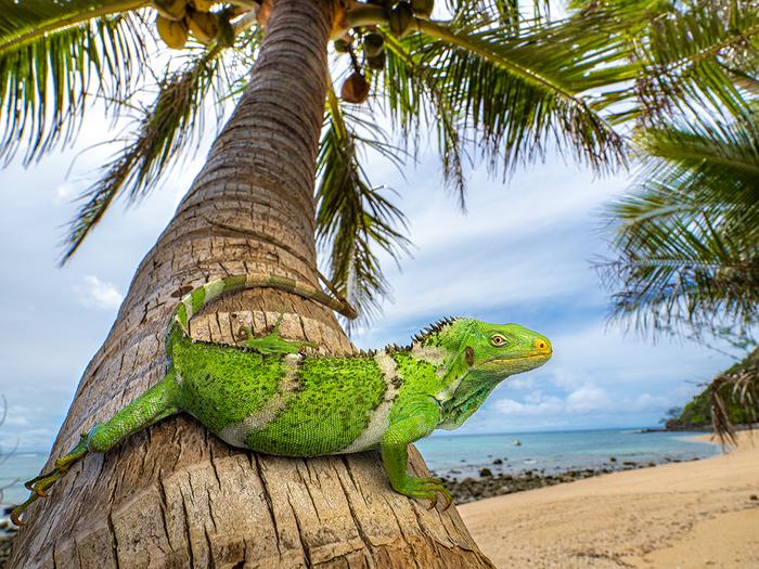 The Fiji iguana Brachylophus vitiensis