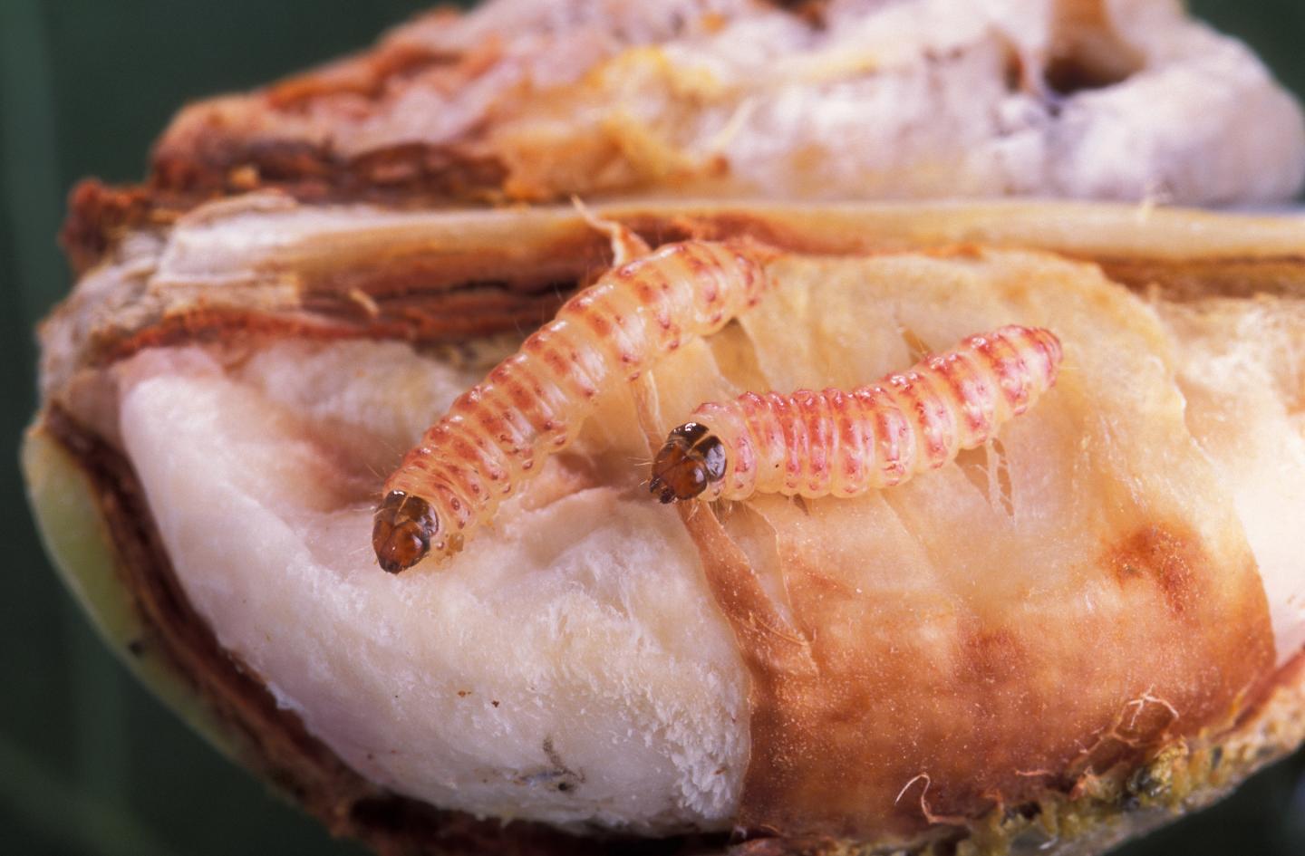 Pink bollworm caterpillars