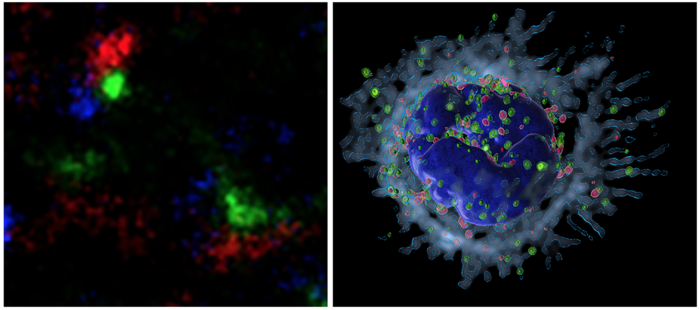 Neutrophils