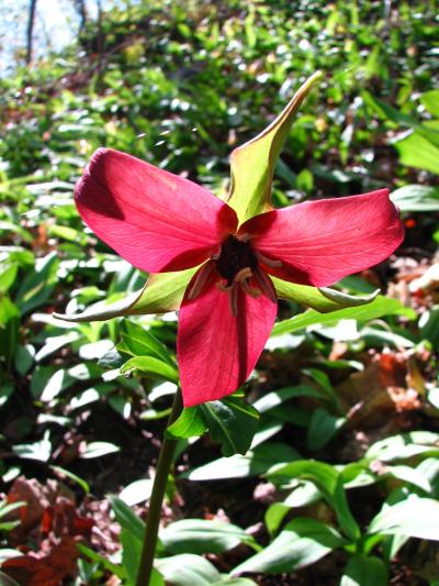 <i>Trillium erectum</i>