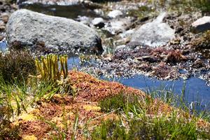 Pioneering research sheds surprising new light on evolution of plant kingdom