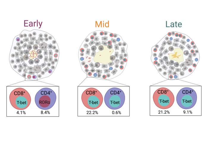 Activated T cells in tuberculosis granulomas