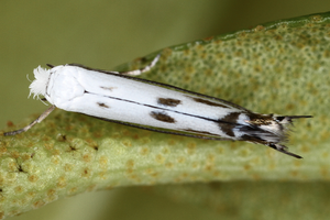 Alpine rose leaf-miner moth adult resting on leaves of the host-plant