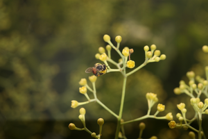 A honey bee is sucking on the flowers