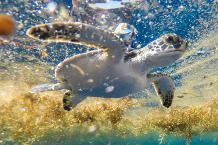 Green Sea Turtle in Sargassum