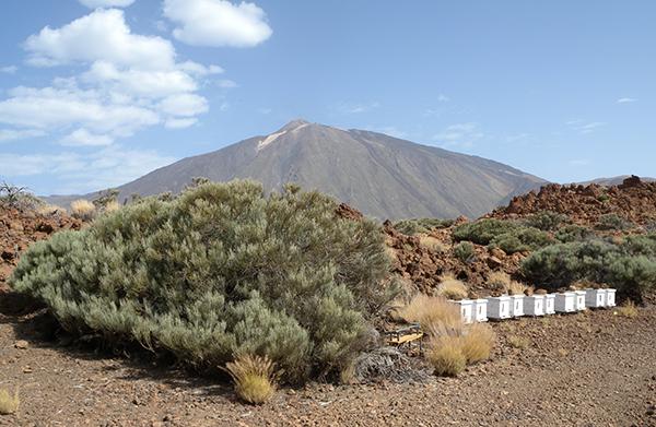 Commercial Honeybee Hives