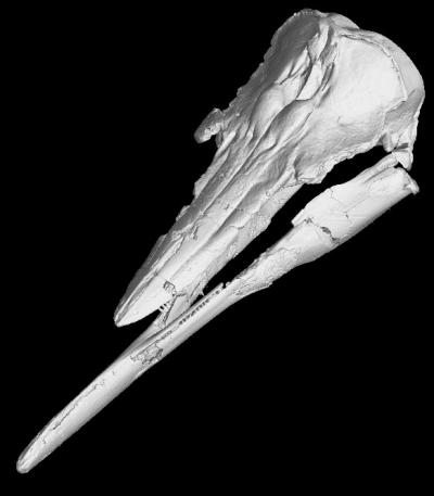 Skull and Jaws of Skimmer Porpoise