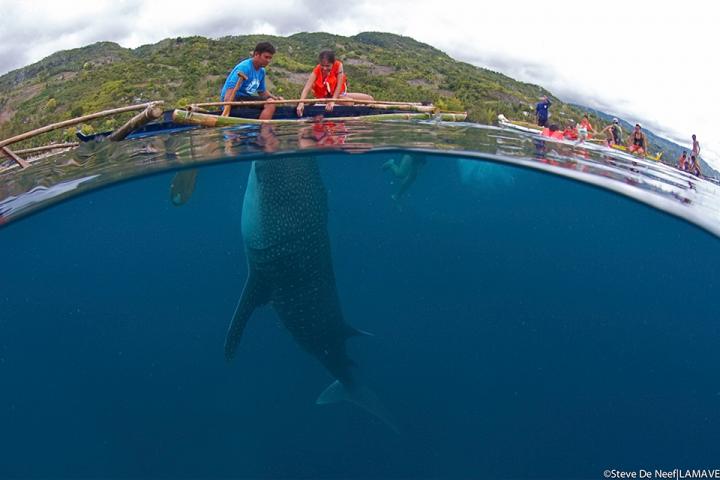 Tourist encounter with whale shark at Oslob, Philippines