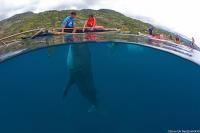 Tourist encounter with whale shark at Oslob, Philippines