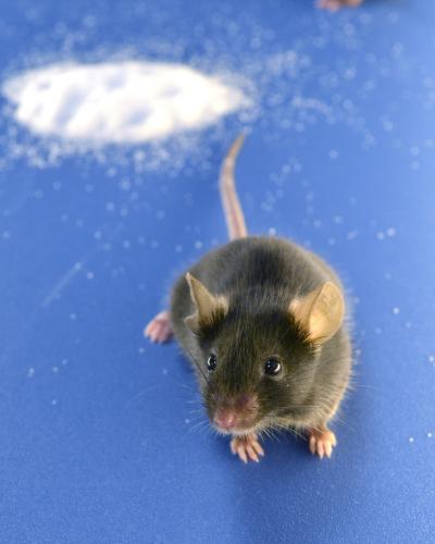 Comparing Strains of Lab Mice Reveals Mutations (6 of 9)