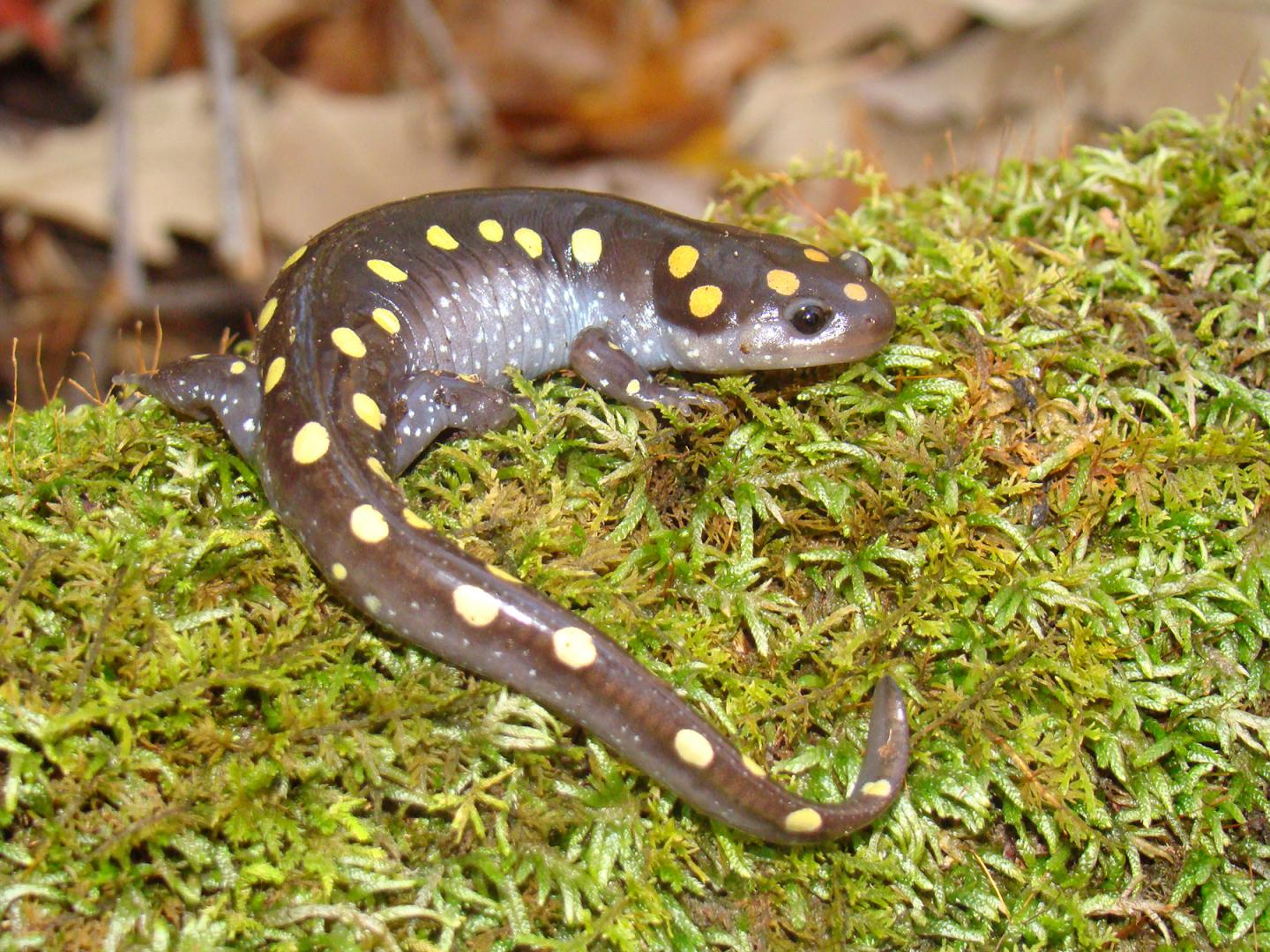 The Spotted Salamander or Yellow Spotted Salamander