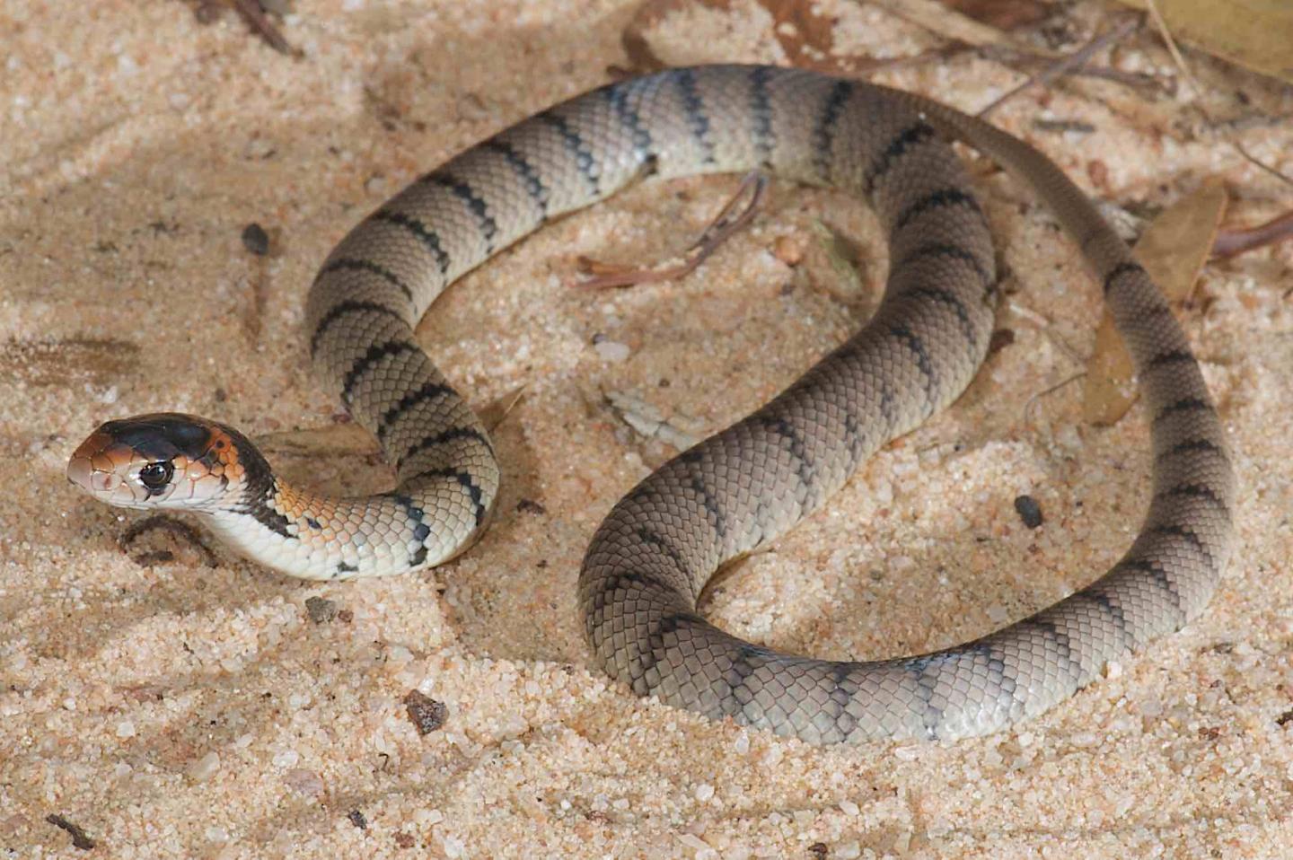 Inland Taipan Snake. Eastern Brown Snake. Snake Taipan Baby.