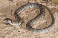 Venom Becomes More Potent as Brown Snakes Age 2