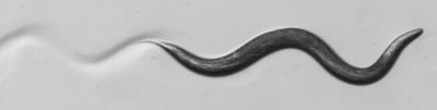 <i>C. elegans</i>, Roundworms
