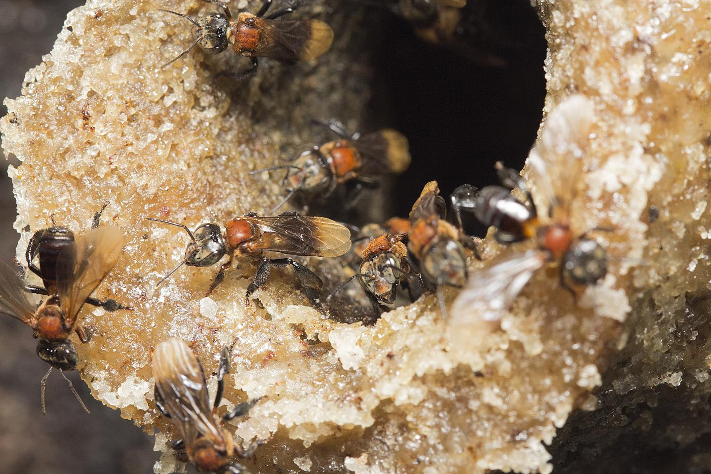 Social Bees Far and Wide Share Their Gut Bacteria (5 of 8)