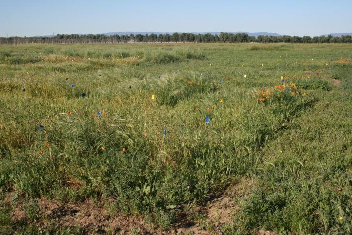 California grassland experiment demonstrates underappreciated driver of biodiversity