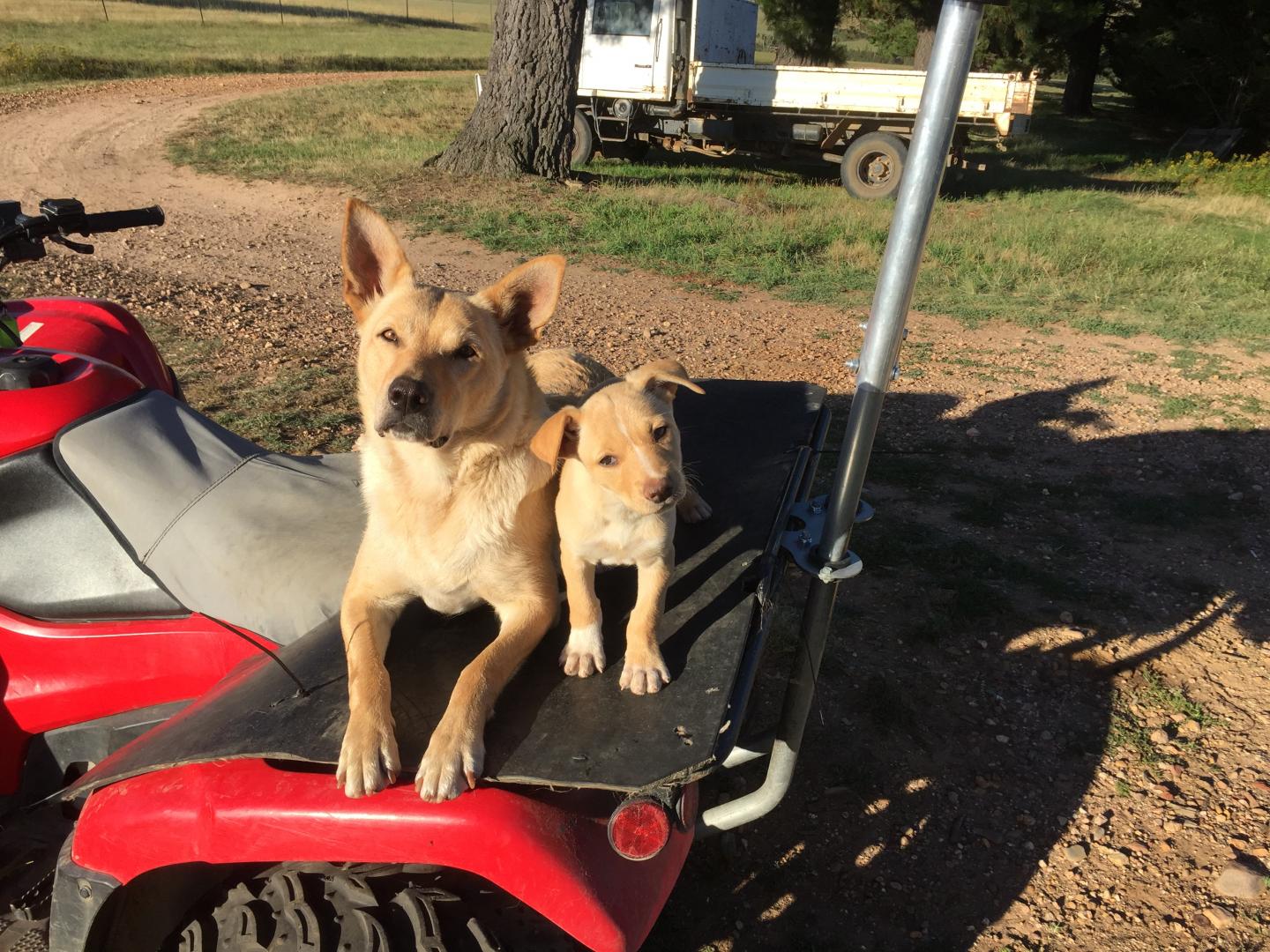 Australian Working Kelpies