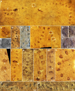 Horodyskia moniliformis from the Tonian Shiwangzhuang Formation