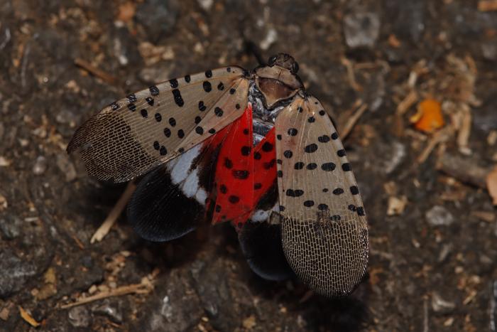 Spotted lanterfly