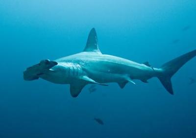 Hammerhead Shark