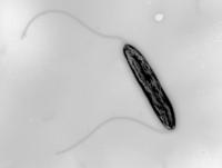 <em>Campylobacter</em>'s Flagella