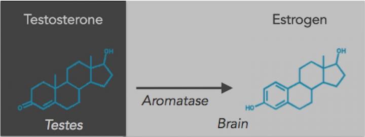 Testosterone Becomes Estrogen