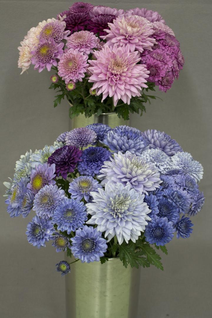 Engineering Turns Chrysanthemums 'Tru EurekAlert!