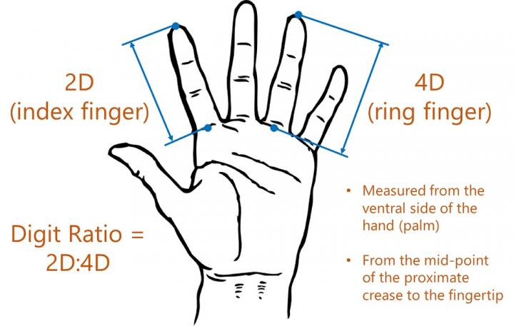 noodzaak Discipline patroon Children's finger length points to mothers' i | EurekAlert!