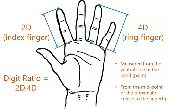 finger length ratio        <h3 class=